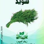 بذر شوید