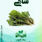 بذر شاهی اعلا پهن برگ