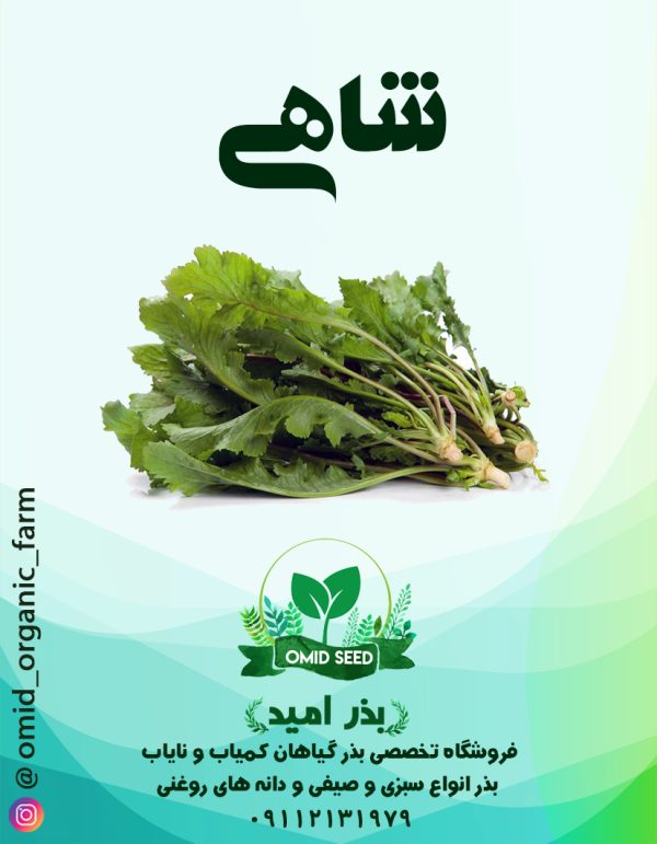 بذر شاهی اعلا پهن برگ - تصویر 1