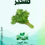 بذر گشنیز خارجی