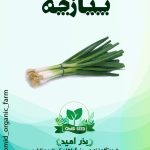 بذر پیازچه اعلا