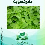 بذر بادرنجبویه زر