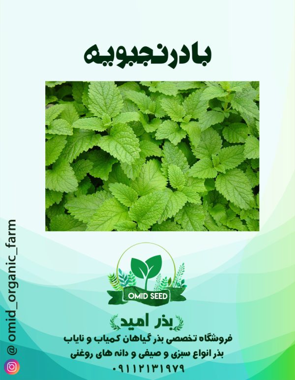 بذر بادرنجبویه زر - تصویر 1
