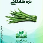 بذر تره شادگانی