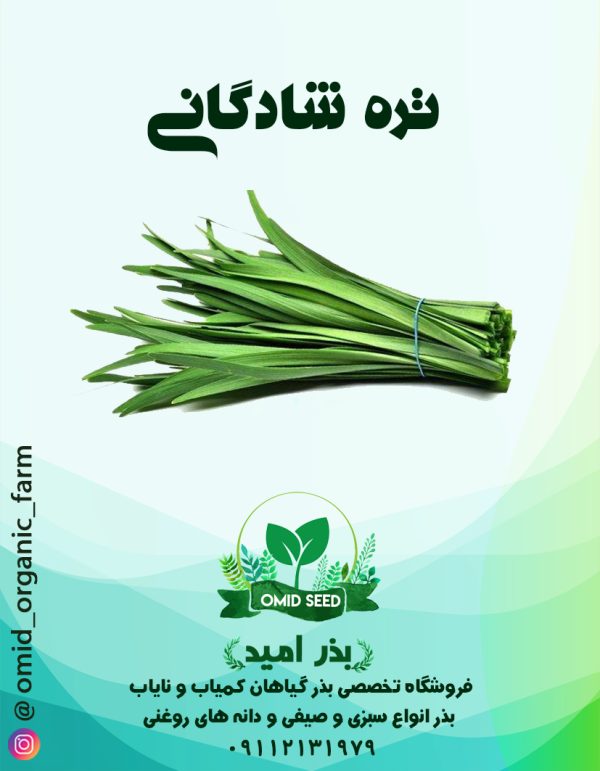 بذر تره شادگانی - تصویر 1
