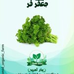 بذر جعفری فر بیجو