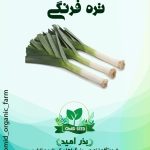 بذر تره فرنگی غولپیکر لینکلن