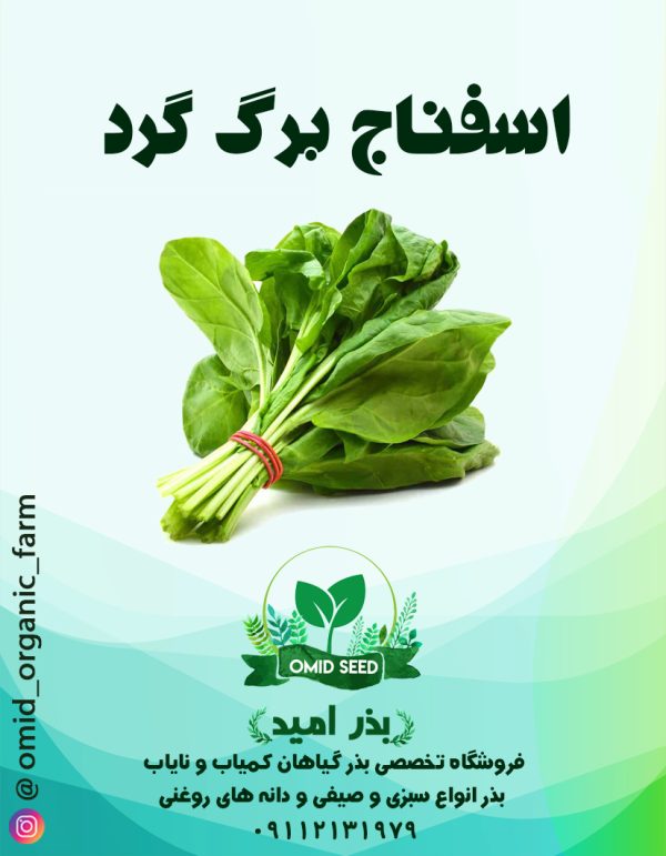 بذر اسفناج برگ گرد پوپ ( بیبی اسفناج ) - تصویر 1
