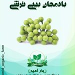 بذر بادمجان نخودی سبز
