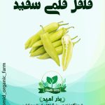 بذر فلفل قلمی سفید