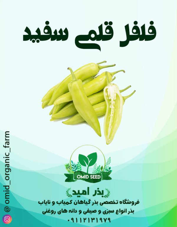 بذر فلفل قلمی سفید - تصویر 1
