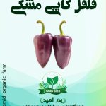 بذر فلفل کاپی مشکی