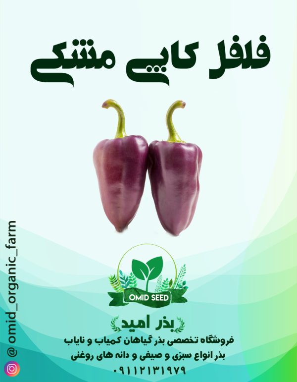 بذر فلفل کاپی مشکی - تصویر 1