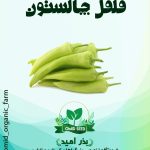بذر فلفل چارلستون