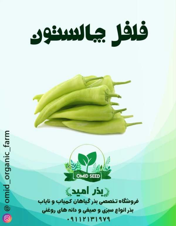 بذر فلفل چارلستون - تصویر 1