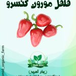 بذر فلفل چیلی ریز