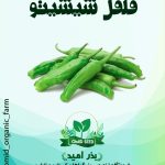 بذر فلفل شیشیتو قلمی