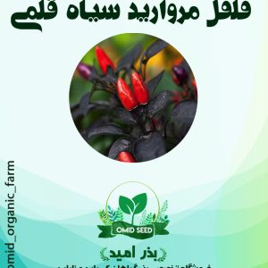 بذر فلفل یاقوت سیاه
