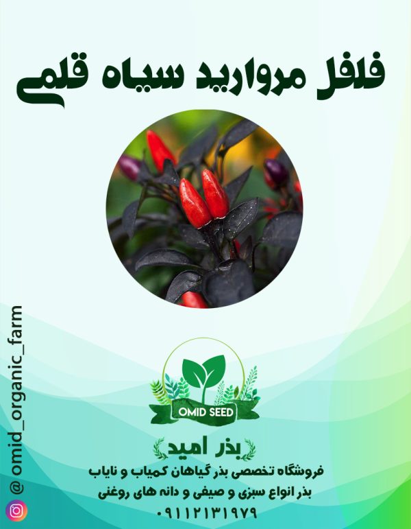 بذر فلفل یاقوت سیاه - تصویر 1
