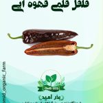 بذر فلفل قلمی قهوه ایی