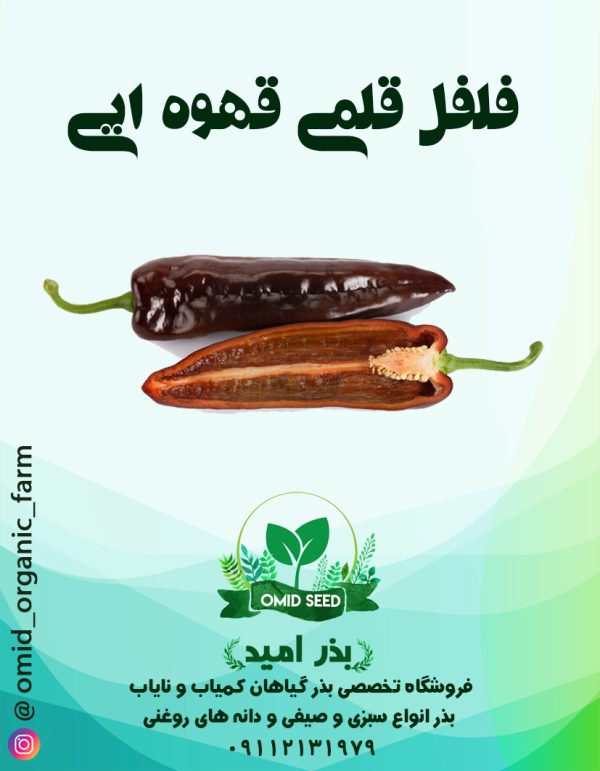 بذر فلفل قلمی قهوه ایی - تصویر 1
