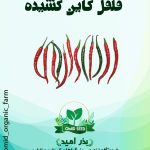 بذر فلفل کاین