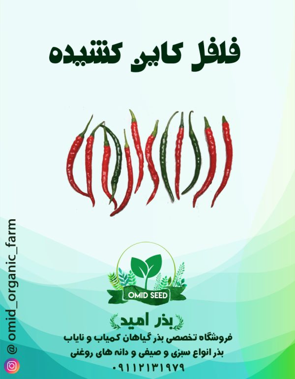 بذر فلفل کاین - تصویر 1