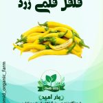 بذر فلفل قلمی زرد