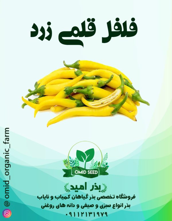 بذر فلفل قلمی زرد - تصویر 1