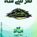 بذر فلفل قلمی سیاه
