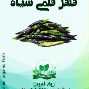 بذر فلفل قلمی سیاه