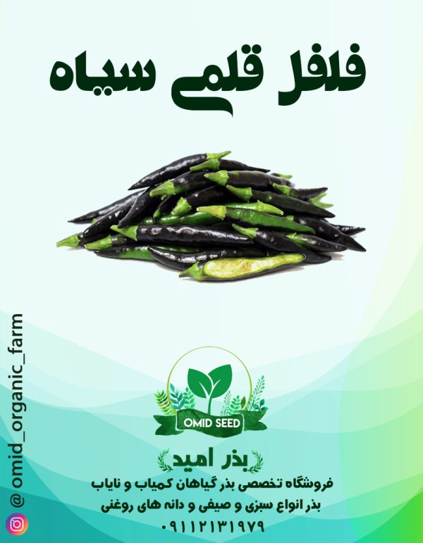 بذر فلفل قلمی سیاه - تصویر 1