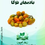 بذر بادمجان توگا