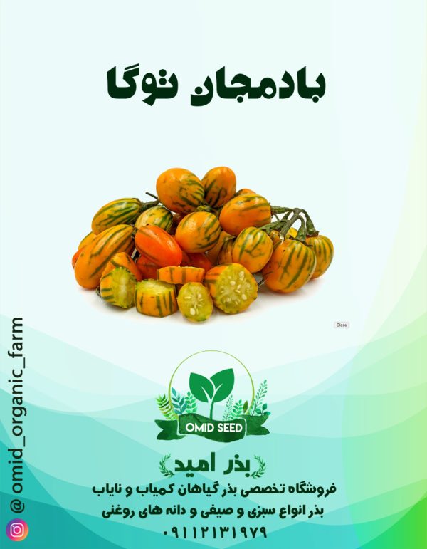 بذر بادمجان توگا - تصویر 1