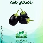 بذر بادمجان دلمه استاندارد