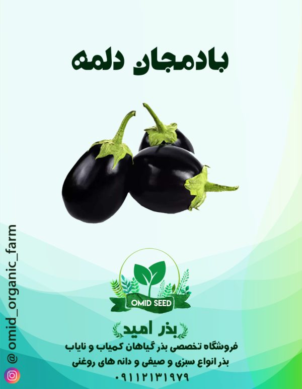 بذر بادمجان دلمه استاندارد - تصویر 1