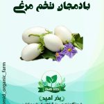 بذر بادمجان تخم مرغی سفید