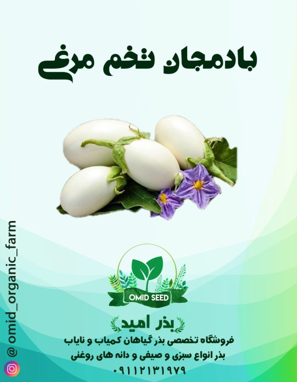 بذر بادمجان تخم مرغی سفید - تصویر 1