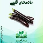 بذر بادمجان قلمی استاندارد