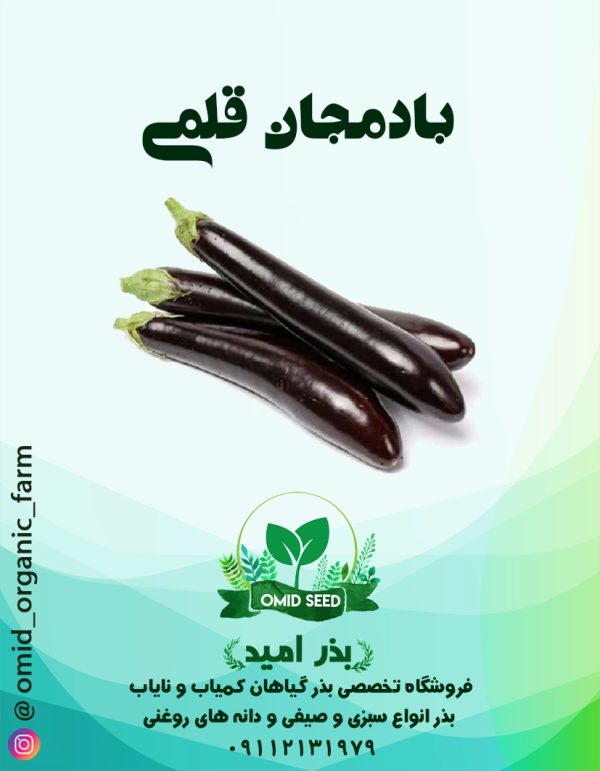 بذر بادمجان قلمی استاندارد - تصویر 1
