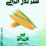 بذر شیر بلال ایرانی ( ذرت دو منظوره)