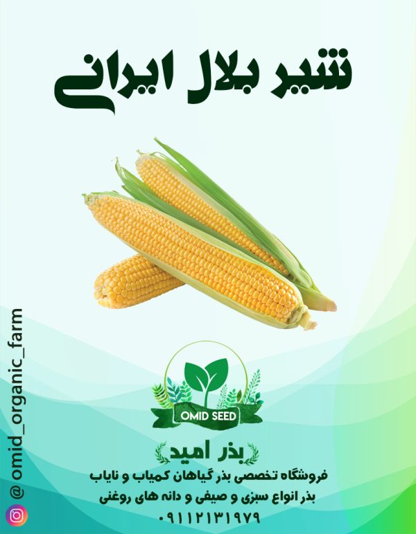 بذر شیر بلال ایرانی ( ذرت دو منظوره) - تصویر 1