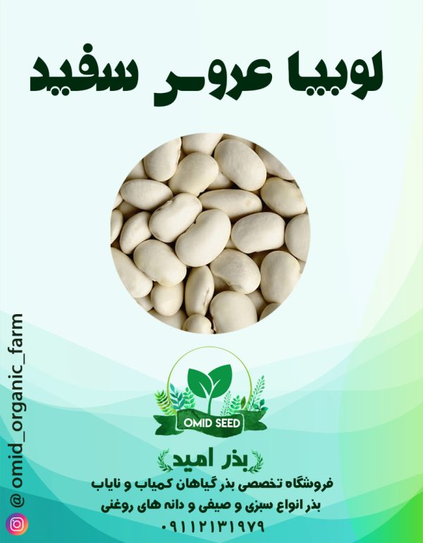 بذر لوبیا عروس سفید - تصویر 1
