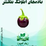 بذر بادمجان بنفش آبلونگ