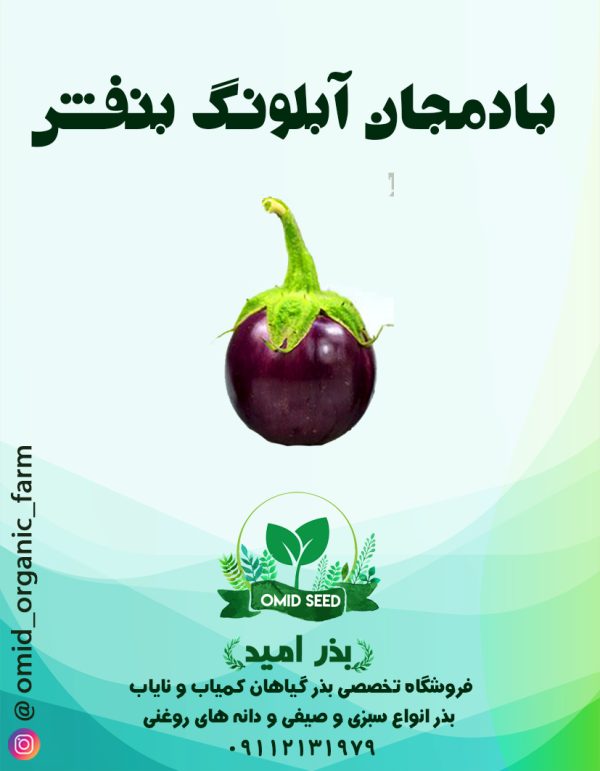 بذر بادمجان بنفش آبلونگ - تصویر 1