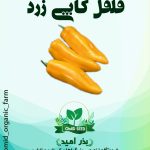 بذر فلفل کاپی زرد