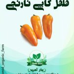بذر فلف کاپی نارنجی