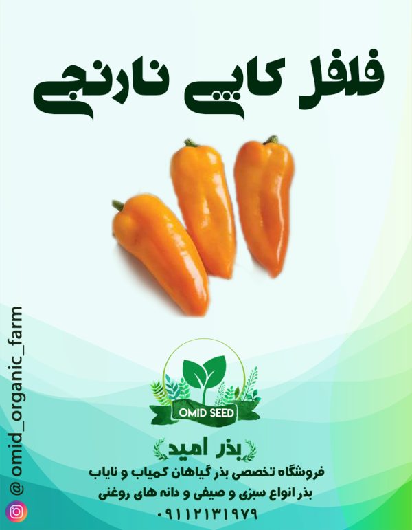بذر فلف کاپی نارنجی - تصویر 1