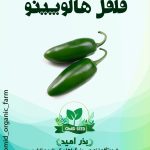 بذر فلفل هالوپینو F1 هیبرید UniGen