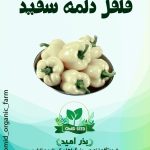 بذر فلفل دلمه سفید
